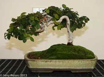 Ficus pumila